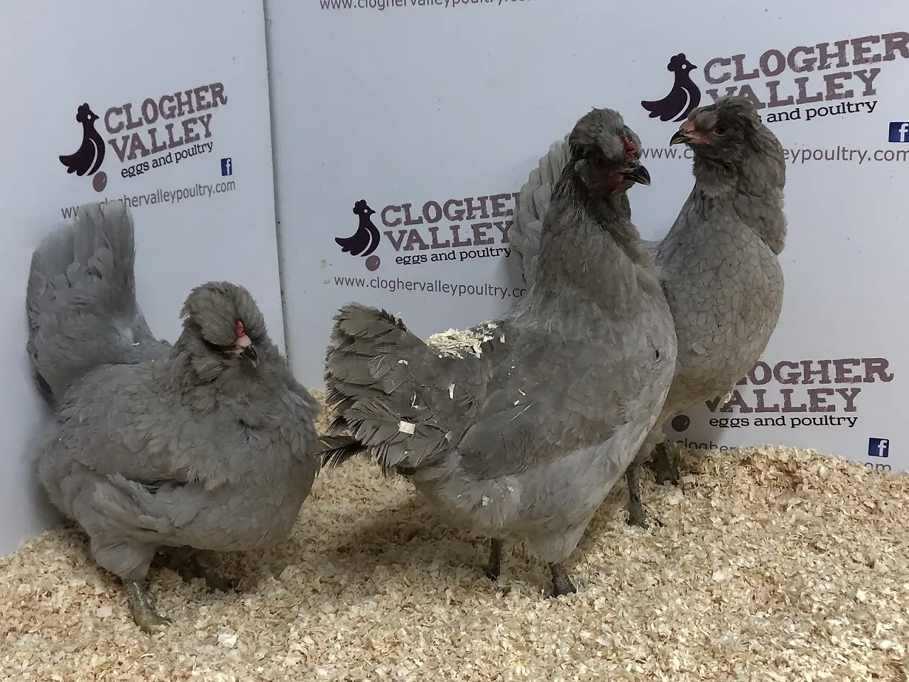 Lavender Araucana hens with soft blue-grey plumage and bearded, muffled faces, on wood-shaving bedding.