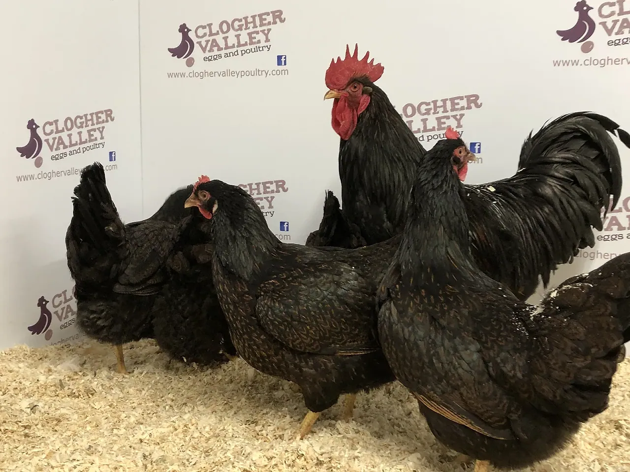 Gold Laced Barnevelder