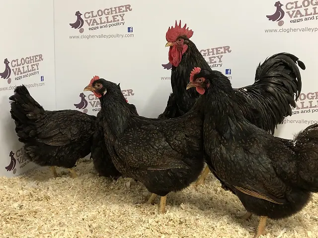 Barnevelder