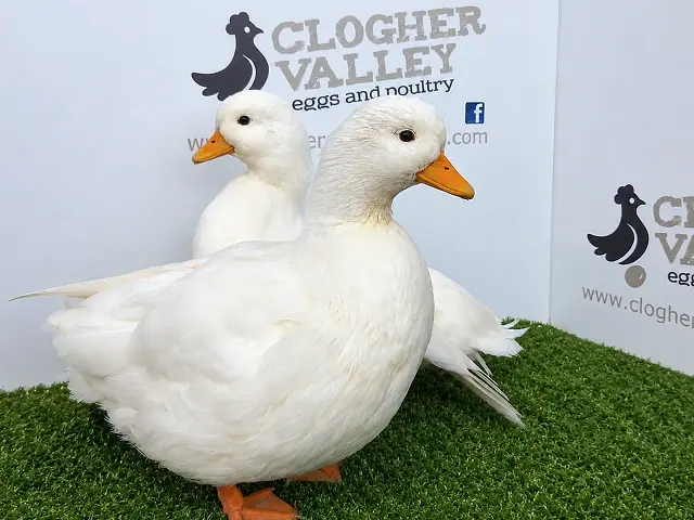 Call Duck