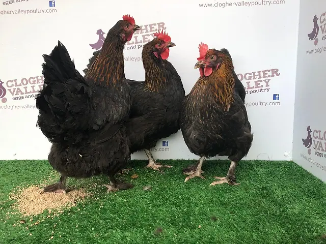 Marans