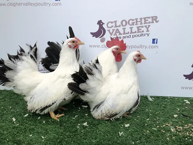 Japanese Bantam