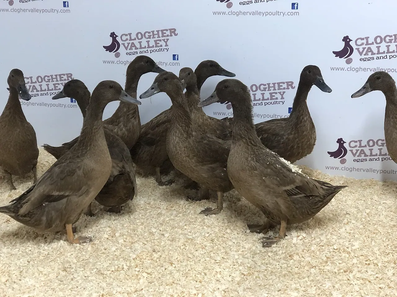 Khaki Campbell Duck — portrait, natural light.