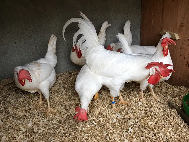 White Leghorn
