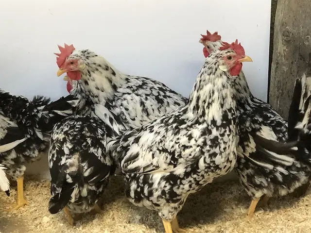 Leghorn