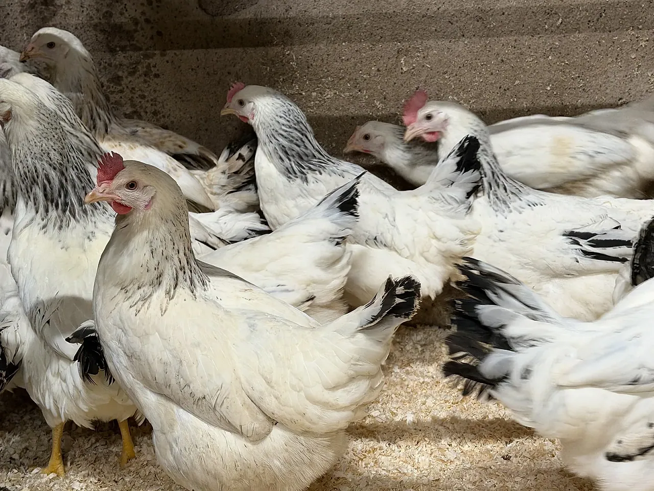 Light Sussex hen