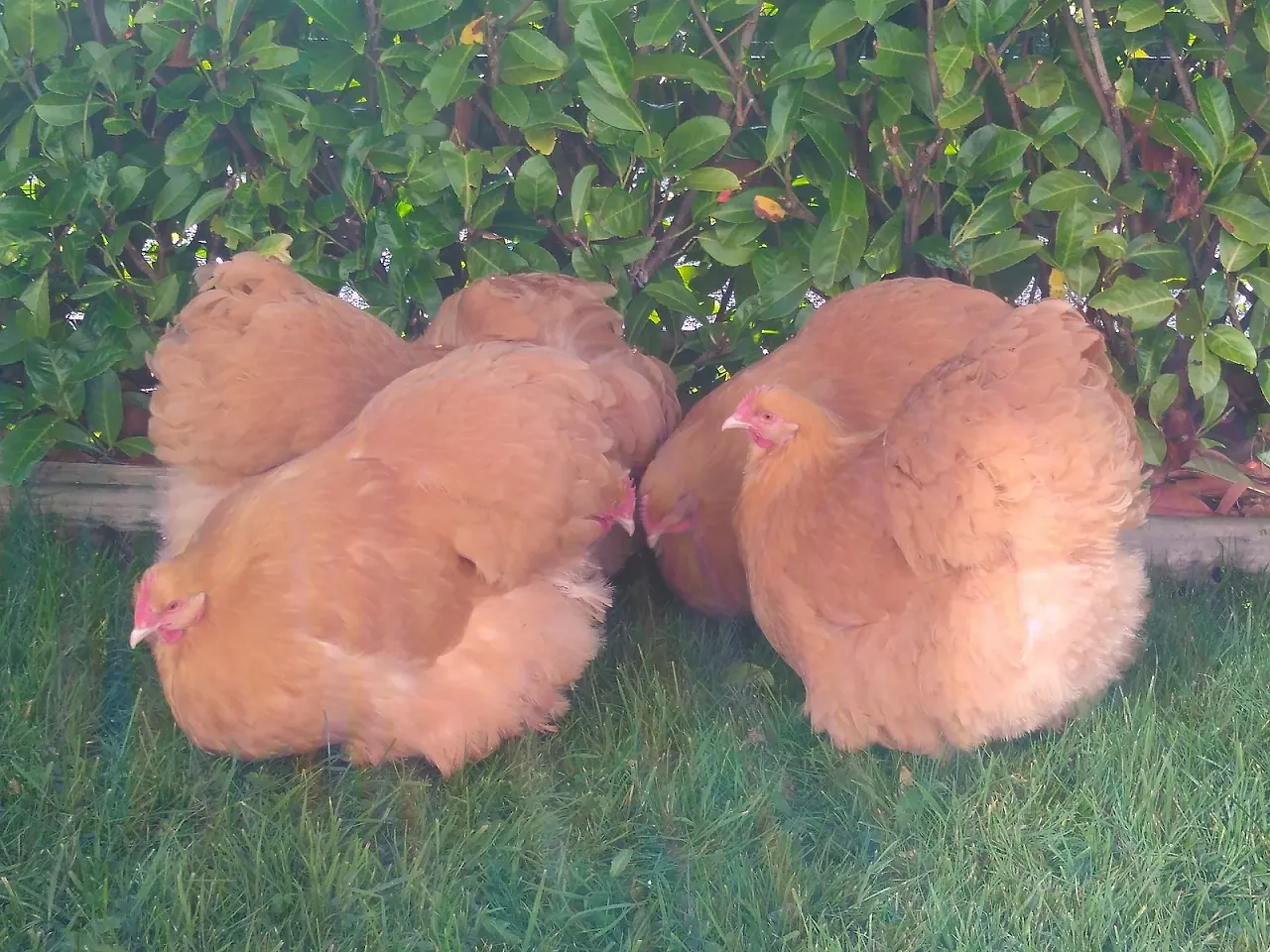 Buff Orpington