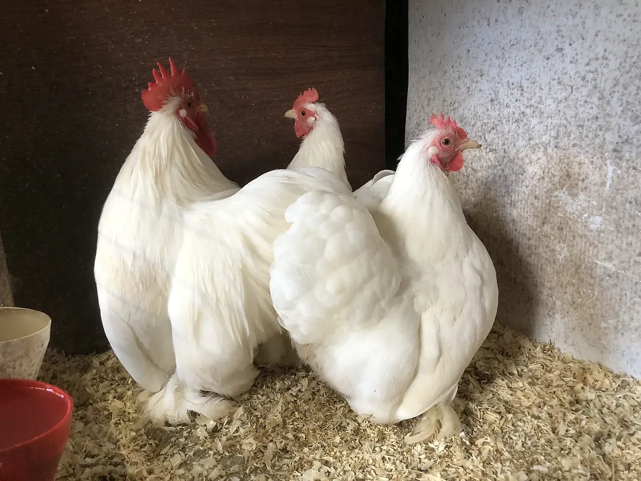 White Pekin