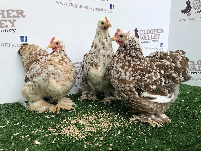 Pekin Bantam