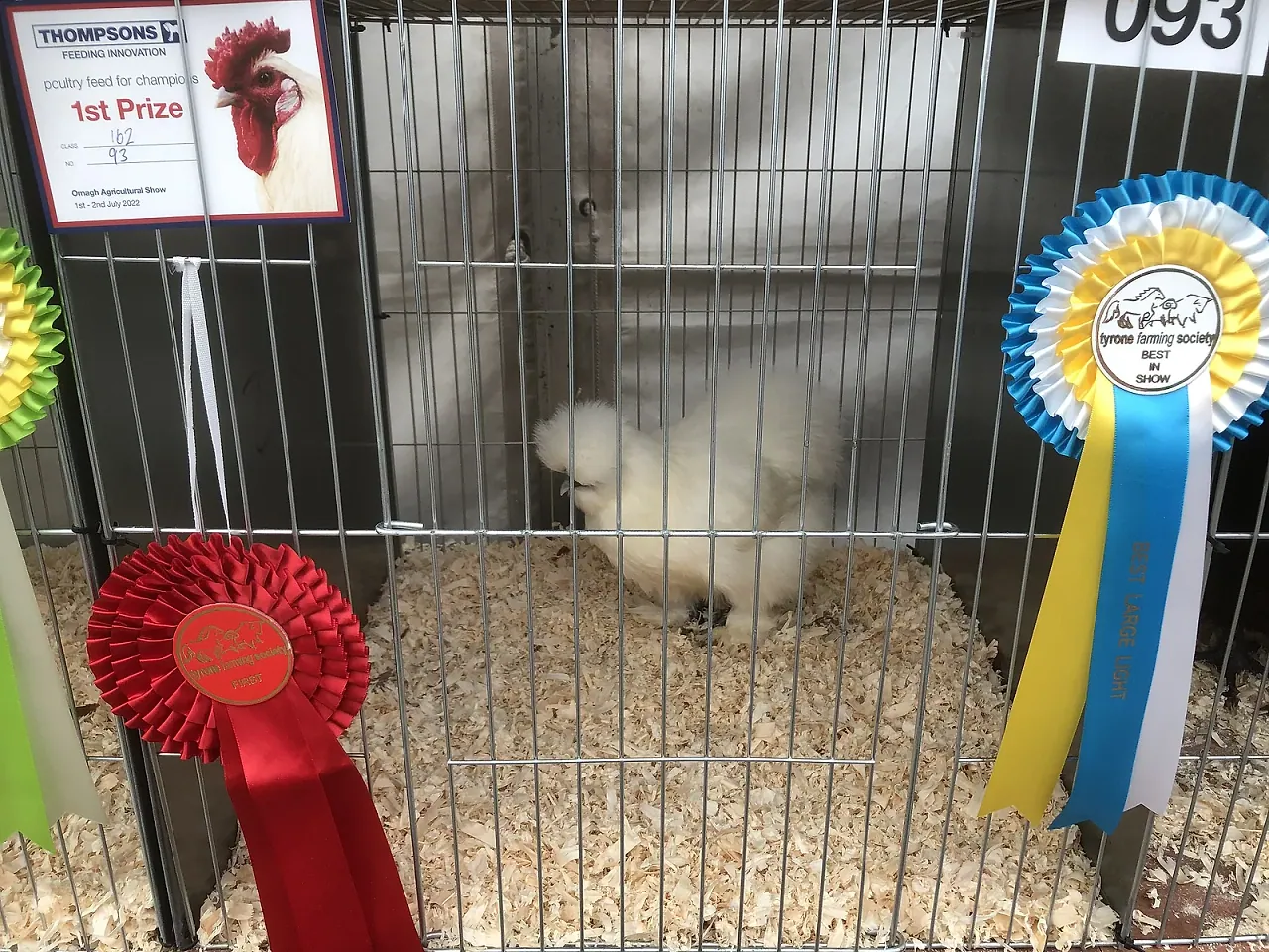White Silkie