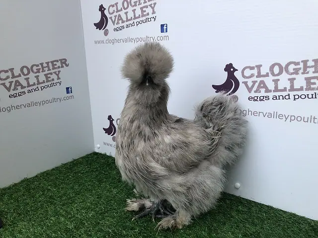 Silkie