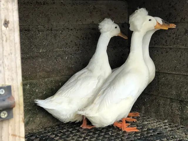 White Crested Duck