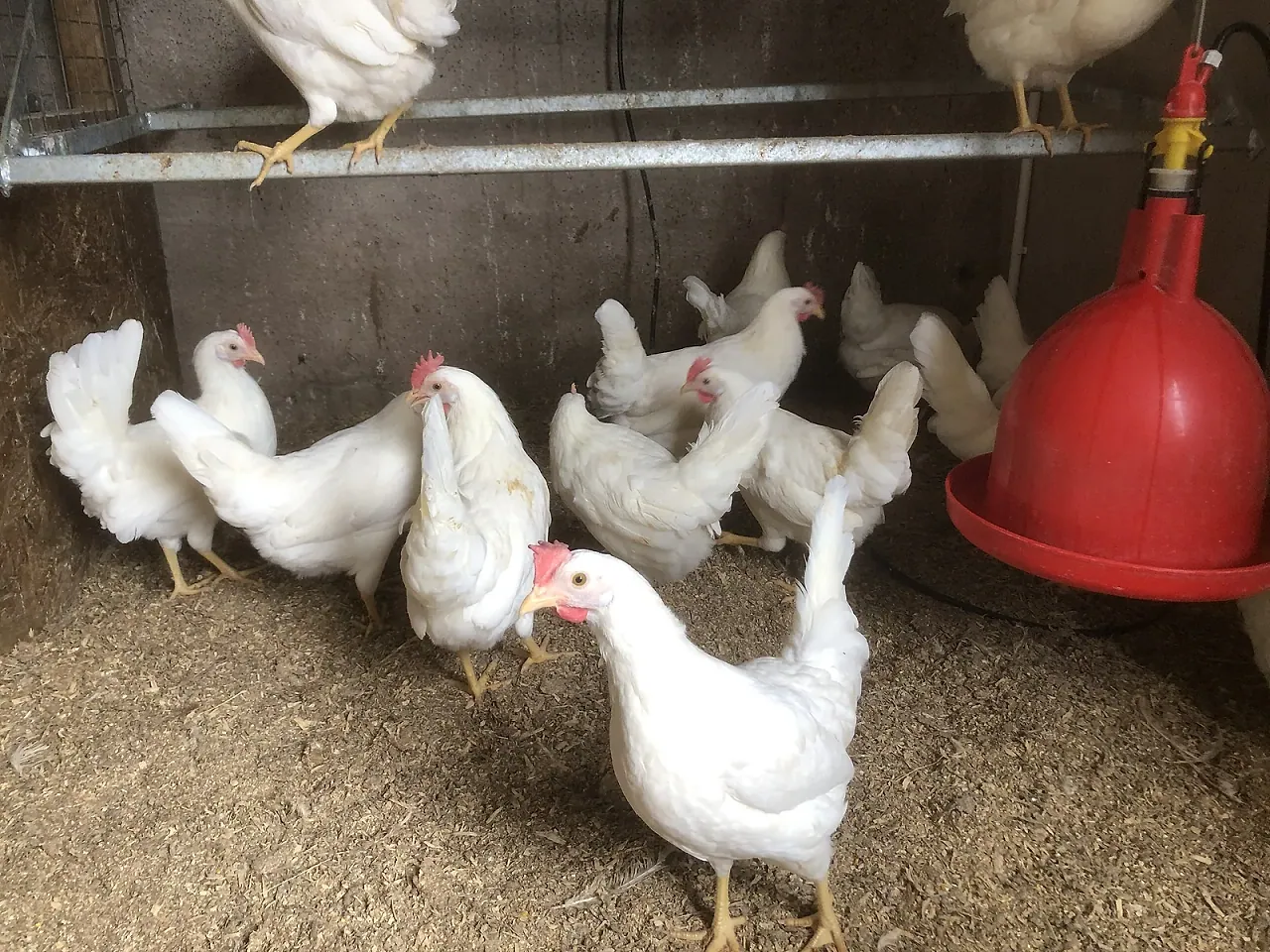 White Leghorn — portrait, natural light.