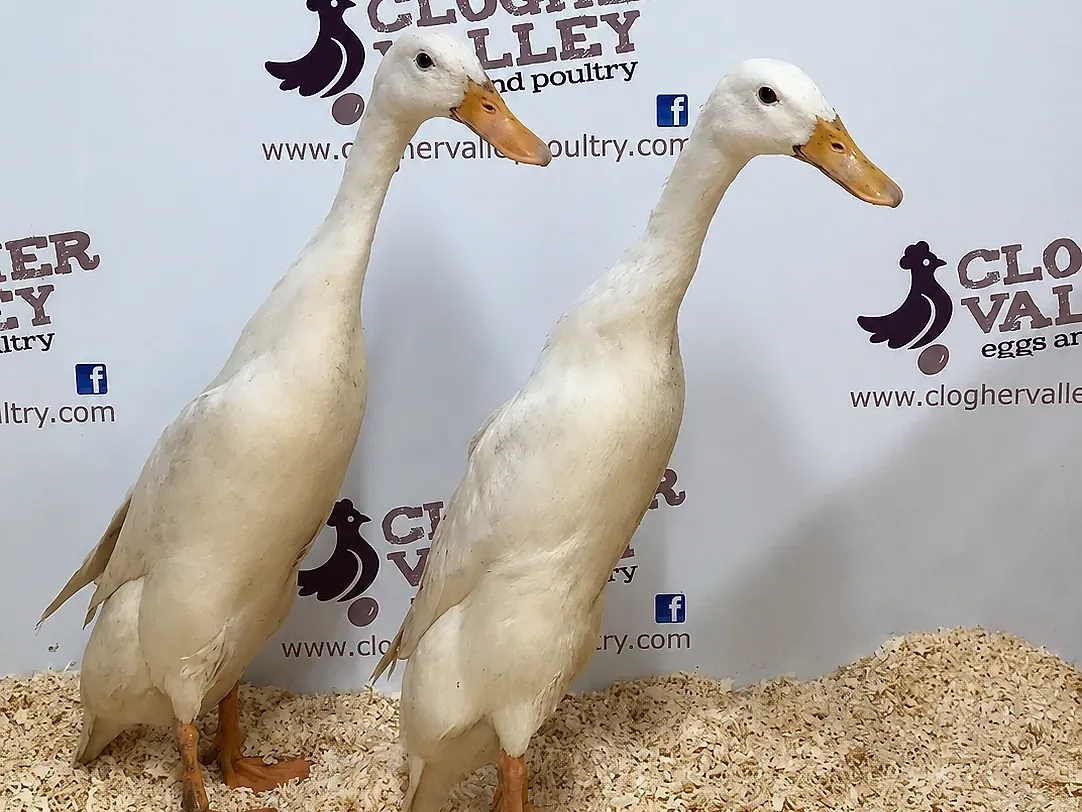 White Runner Duck — portrait, natural light.