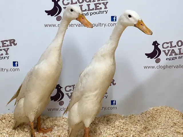 White Runner Duck — portrait, natural light.