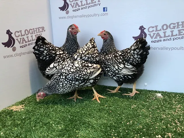 Silver Laced Wyandotte Bantam