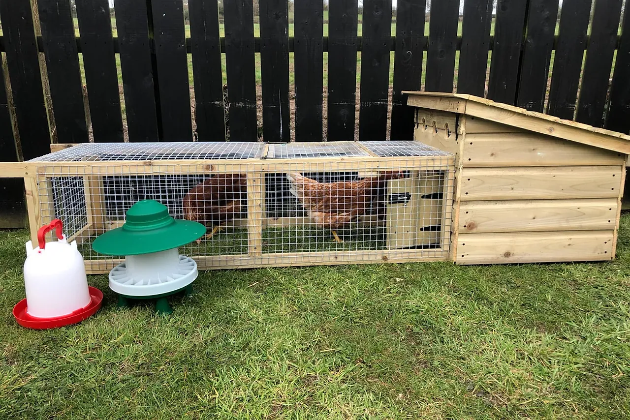 Budget Ranger — compact starter coop and run, garden setting.
