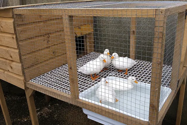 Call Duck House with integrated water area, garden setting.