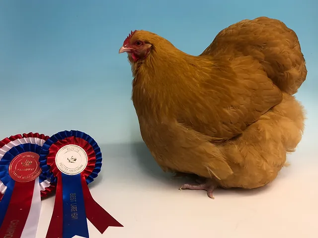A buff Orpington hen beside its Champion and Best Large Fowl rosettes at a poultry show