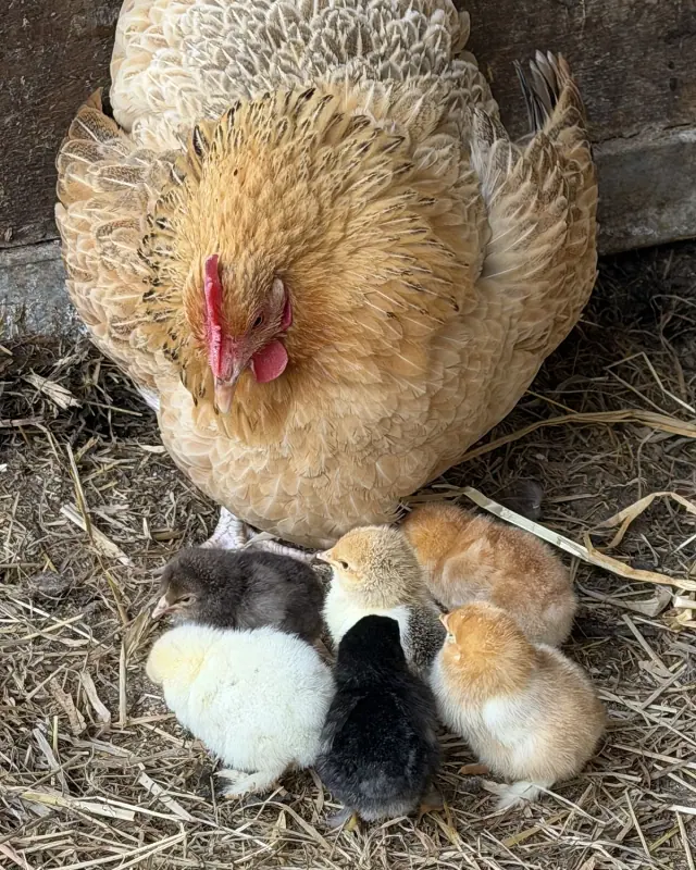 Premium fertile eggs from award-winning breeds.