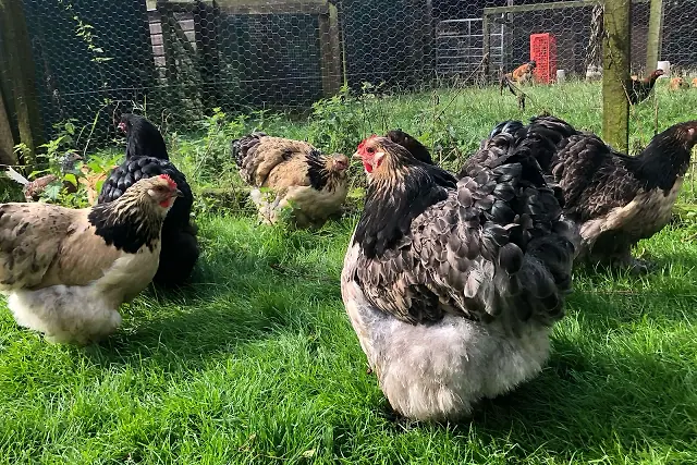 Premium quality hens, ducks, and rare breeds raised with care.